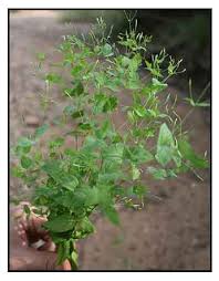 Image result for Canscora kirkii