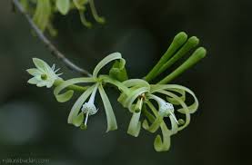 Image result for Turraea floribunda