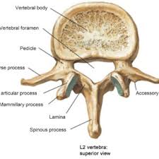 Image result for Lumbar vertebrae