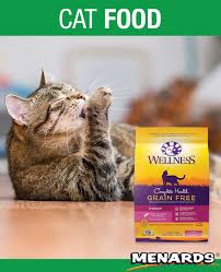 Give your cat food designed for her. Pin On Pins For Pets