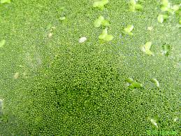 Image result for Wolffia arrhiza