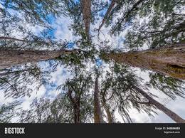 It is one of the biggest and oldest plants, growing to heights of 45 feet and persisting in the desert heat for as long as 1,200 years. Looking Tall Trunks Image Photo Free Trial Bigstock