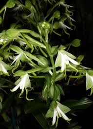 Image result for Bonatea antennifera