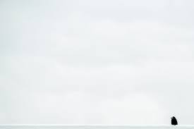 Feel free to use these all white images as a background for your pc, laptop, android phone, iphone or tablet. White Background Images Hd 1080p Free Download