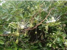 Image result for Capparis tomentosa