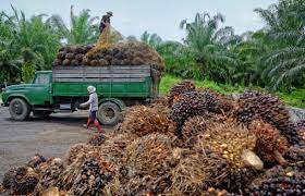 Has oils & fats sdn bhd operates from five factories in malaysia & indonesia, with an aim to become a global leader in vegetable oils & fats industry. How Malaysia S Palm Oil Producers Are Enhancing Savings And Sustainability Ge News