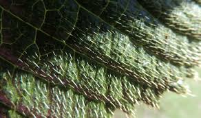 Image result for Berkheya setifera