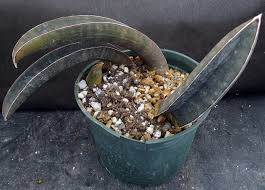 Image result for Sansevieria hallii