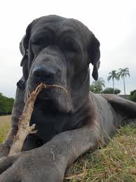 Sep 09, 2020 · weighing in at up to 150 pounds, the neapolitan mastiff is a huge and powerful beast with a. My Big Girl 50kg 110lb Australian Bandog 50 Neapolitan Mastiff The Rest American English Staffie And Boxer Mastiff