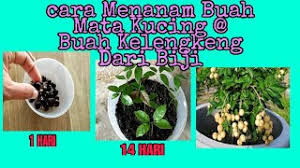 Rasa bersalah mungkin muncul secara sadar atau tidak, mereka yang mencintai kucing adalah tipe orang yang cukup penyayang. Cara Betul Menanam Buah Mata Kucing Dari Biji Semai Buah Kelengkeng How Plant Fruit Cats Eyes Youtube