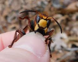 This incredibly aggressive wasp is a european hornet (vespa crabro), even it's latin name suggests a crabby beast. Maryland Biodiversity Project European Hornet Vespa Crabro