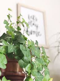 They will automatically spruce up your home and give you the fresh. Tips Growing Climbing Vines Indoor These 6 Plants Will Give You Outdoorsy Vibes The Design Story