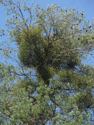 Image result for Viscum shirense