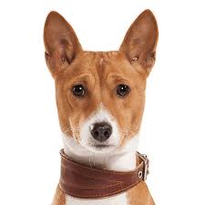Lancaster puppies has the perfect goldendoodle for you from reputable breeders in pa and ohio. Basenji Puppies For Sale Adoptapet Com
