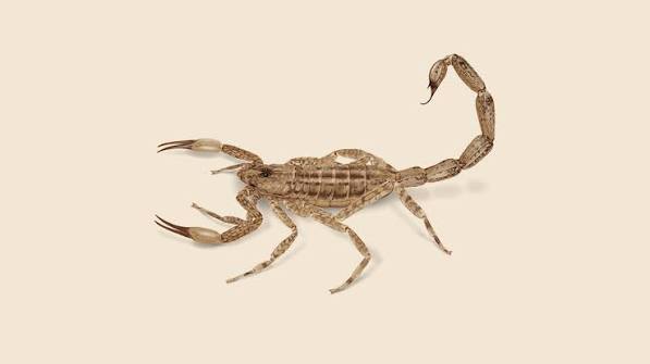 Lesser Brown Scorpion - Lesser Brown Scorpion Species | Orkin