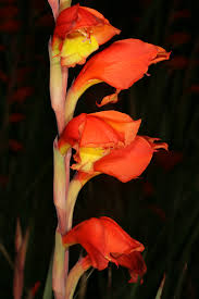 Image result for Gladiolus dalenii