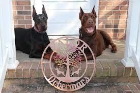 We are located in henderson, nv and specialize in breeding akc registered european dobermans. Valor Dobermans