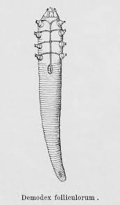 Image result for Demodex folliculorum