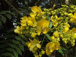 Image result for Senna spectabilis