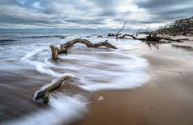 The bones are the skeletal remains of oak trees, fallen in their march toward the sea. Travel Chuck Palmer