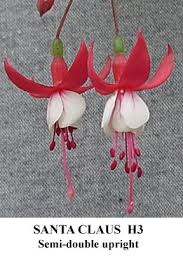 Jingle Bells Fuschia Fake Flowers Love Flowers Jingle Bells