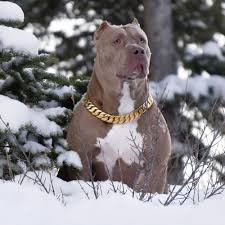 Check spelling or type a new query. Xxl Merle Tri Blue Pitbull Bully Females Swag Kennels