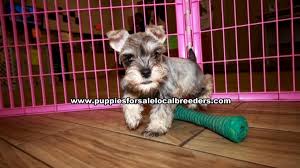 Why are mini schnauzers great dogs? Mini Schnauzer Puppies For Sale Georgia At Lawrenceville Puppies For Sale Local Breeders