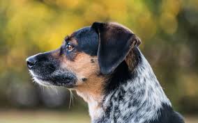 Puppyfinder.com is your source for finding an ideal australian cattle dog puppy for sale in usa. Beagle Australian Cattle Dog Mix 21 Things Every Owner Should Know Green Garage