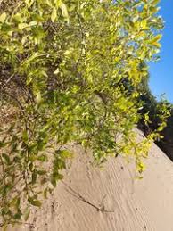 Image result for Salvadoraceae