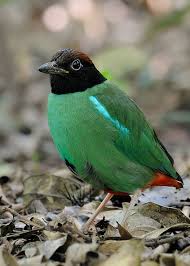 Small Green Bird With Red Spot On Head Hooded Pitta Pitta Sordida Wings Band Birds Green Tips