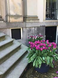 Flowers Heal Me Tulips Make Me Happy Rebecca Wells Photograph Taken In Amsterdam North Holland The Neth Perennial Garden Tulips Beautiful Flowers