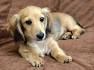 Golden Dox - 6 Essential Facts - golden-retriever-guide