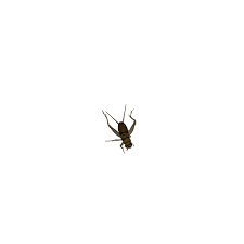 Crickets are an excellent choice to offer as prey for your reptile and are our best seller. Live Crickets Small Alsip Home Nursery