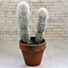 Cactus transplantation — stock image & photo. Old Man Cactus Growing Tips For Cephaocereus Senilis