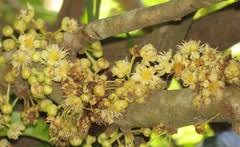 Image result for Monanthotaxis afra