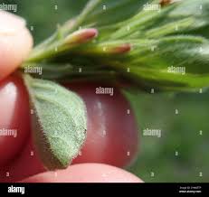 Image result for Dyschoriste trichocalyx