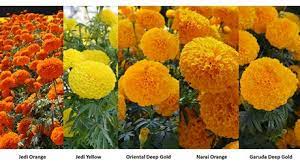 Ellos están consiguiendo un ataúd para el muerto. Marigold The Typical Flower To Celebrate The Day Of The Dead