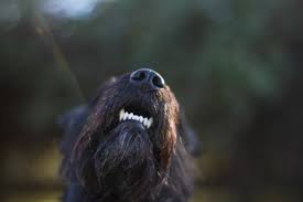 A large number of quality professional pet sitters are not bonded or insured. What A Pet Wants Pet Sitting