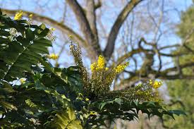 We did not find results for: January Blooms Insel Mainau En