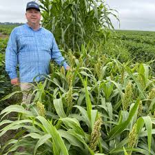 Image result for Sorghum