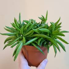 If you're wondering how the propagation turned out on my happy bean plant, have a look at this quick update! Peperomia Happy Bean Feels Like Home