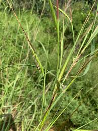Image result for Heteropogon melanocarpus