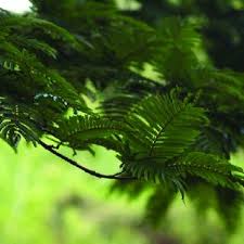 Image result for Newtonia hildebrandtii