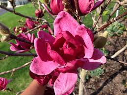 Maybe you would like to learn more about one of these? 10 Best Ornamental Trees For Southeastern Pa Gardens Turpin Landscape Design Build