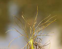 Image result for Ceratophyllum submersum