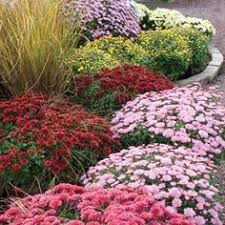 Good drainage is especially important for successful overwintering. 28 Mums Ideas Fall Mums Plants Mum
