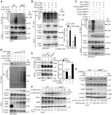 Fpb dari 28,42 dan 70 adalah. Ampk A Regulator Of Metabolism And Autophagy Is Activated By Lysosomal Damage Via A Novel Galectin Directed Ubiquitin Signal Transduction System Abstract Europe Pmc