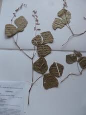 Image result for Rhynchosia sublobata