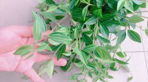 stayhome and grow flowers withme 这么漂亮的花只要2元钱一盆吗 真的 growing flowers growing flowers