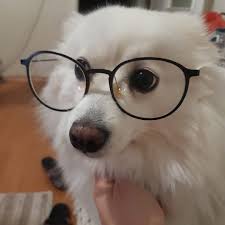 Bizim Kil Yumagi Yaslanmis Veterineri Gozluk Yazmis Akita Spitz Linda Dog Dogs Dogslover In 2020 Cat Eye Glass Akita Glass